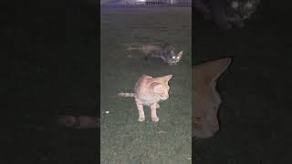 PUSANG GALA SA PARK NAKIKAIN DIN SA AMING DAMI NILA SANG BATALYON #pusanggala #shorts