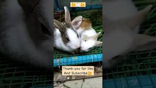 Baby cutiee buddy #trending #rabbit #yt #cute #new #vlog #status #shorts #reels #news #weather #fyp