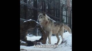 Hokkaido wolf hunt p3 #hunting #animals #hokkaido