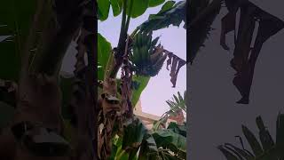 banana tree#plants#gardenista #viral #viralvideo