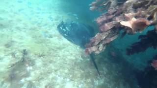 Smooth stingray @ Blairgowrie Pier, Port Phillip Bay