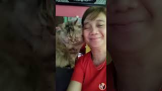 My sweet and clingy Cat #trending #viral #shortvideo #adorablecats