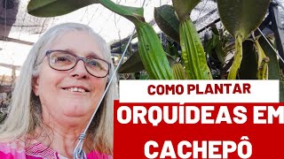 🟣 COMO TIRAR ORQUIDEA DO CACHEPÔ PARA REPLANTAR