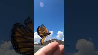 Monarch Butterfly Launch