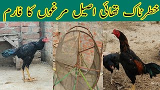 Visiting Thai aseel chicken farm detail review about rooster fight | king of the ring aseel murga