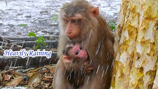 Oh God! Newborn baby Lexi shakes in heavy rain Mama Louy tries to hug her tightly to keep warm