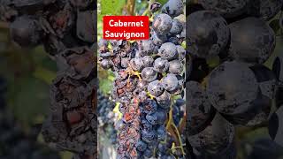 Wine In Vines | Cabernet  Sauvignon #shortvideo #shorts #short #youtube #youtubeshorts