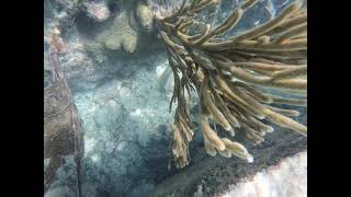 Snorkeling Around Fort Walls in the Dry Tortugas National Park