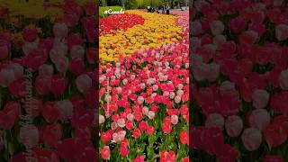 #Tulips Ottawa 2023 | #canada #ottawa #tulip #tulipfestival #ytshorts #hanginwithhappiness #shorts