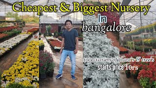 Cheapest and Biggest Nursery Tharun Farm in Bangalore | Kethohalli | Dodda Alada Mara Road