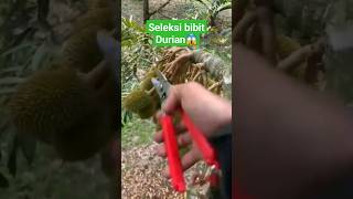 proses seleksi bakal calon durian‼️#buah #durian #cara