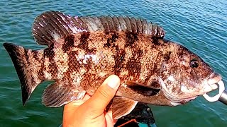 FALL TAUTOG FISHING - Kayak Fishing for Blackfish/Tog