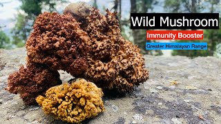 Wild Mushroom Hunting | Immunity Booster | Fungus | Kinnaur | Himachal Pradesh | India