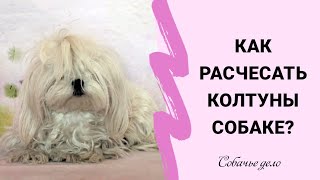 Как расчесать колтуны у собаки?