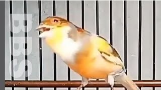 canary singing video - the best canary training song 40 minutes : Live