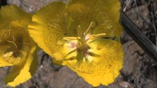 WEED'S MARIPOSA LILY EXPORT