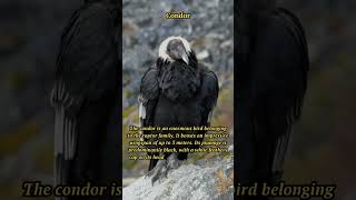 Majestic Condors: Nature's Sky Kings 🦅 #Condors