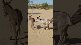 Donkey with Partner #ytshortsvideo #animals #donkey #funnyanimal #donkeyvillage #funnydonkey