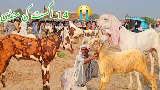 14 اگست کی منڈی😭 وپاری بیچارے بہت ہی پریشان جانور سستے دودھ والی بکریاں 2025 کے بکرے اچھی نسل کے