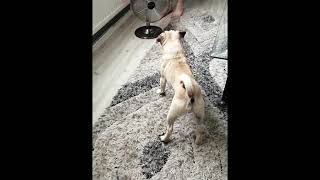 Pug Vs fan