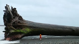 Mulher encontra uma enorme árvore na costa e vê uma mensagem de alerta esculpida no tronco!