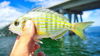 Fishing for TARPON Under Bridges with LIVE PINFISH