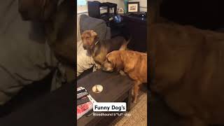 Funny Dogs #love #sport #wedding #basketball #videos #afrobeats #music #artist #cover