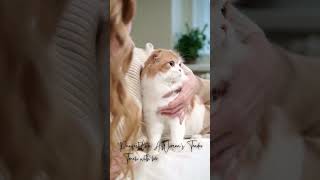 Perfect Love A Woman's Tender Touch with her Feline Friend #youtubeshorts