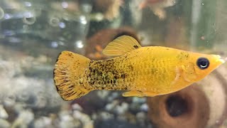 Rest Your Mind, Relaxing Fish +insomnia -stress relief, Gold dust Molly ,#Livestream #aquariumsetup