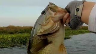 Ca Delta Topwater Bass Whopper Plopper & Choppo Action on Franks Tract(08/2021)FALLEN ANGLER TRIBUTE