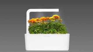 French Marigold time-lapse: Click & Grow Smart Herb Garden