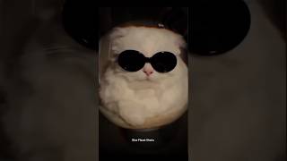 This Cat literally smiled | 😳 | Funny cat videos | cute cats | #shorts