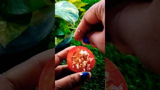 Tomato coffee scrub for Glowing skin Removal suntan in 5 minutes 💞#short #ytshorts #tanremoval #100m