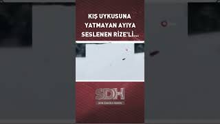 Kış Uykusuna Yatmayan Ayıya Sitem Eden Rize'li... #shorts