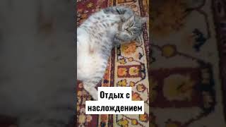 давай поваляемся#кошкамуся # наслождение