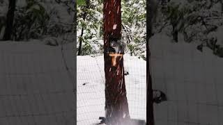 🐿Snowy ❄️California Squirrel eating some peanuts🐿 #shorts #squirrel