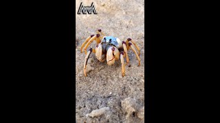 AwA Critter Clip: Soldier Crab Spiralling into the Sand #Shorts