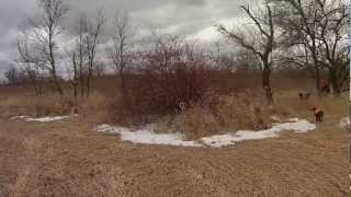 Pheasant Hunting Coon Creak Illinois