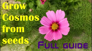 Grow Cosmos from seeds, complete guide