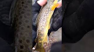 Prespring Brownies #shorts #subscribe #fish #fishing #river #browntrout #utah