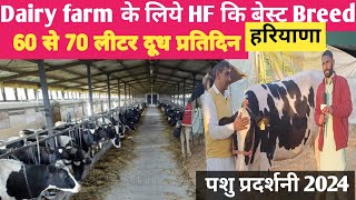 Dairyfarm business के लिये HF गाय कि बेस्टBreedकोनसि है 60 लिटर दूध प्रतिदिन देने वाली dairy farming