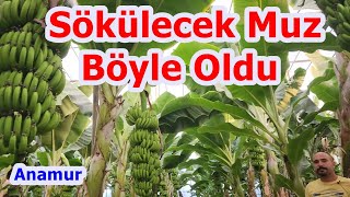 Anamur - Muz Serası Bakımı - Muz Ağacı Gübreleme - Serada Toprak Hazırlığı