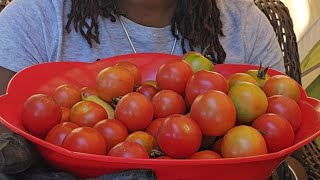 Tomato harvest & garden chat