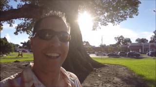 Climbing Camphor tree, Kapok tree and the Bowling Ball house in Safety Harbor