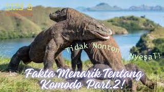 Fakta Menarik Tentang Komodo Part. 2