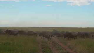 Tanzania: Great Wildebeest Migration in the Serengeti