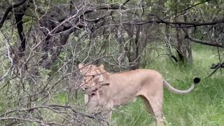 Cheetah mother loses cub to lioness