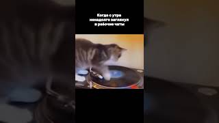 Было? 🐱