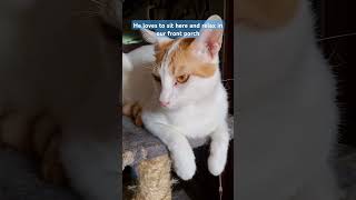 When I'm at home | Cat diaries | White cat