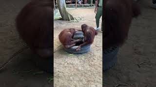 Best friends for life #bali #animal #zoo #orangutan #monkey